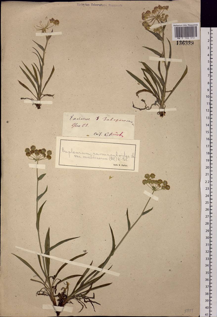 Bupleurum multinerve DC., Siberia, Baikal & Transbaikal region (S4) (Russia)