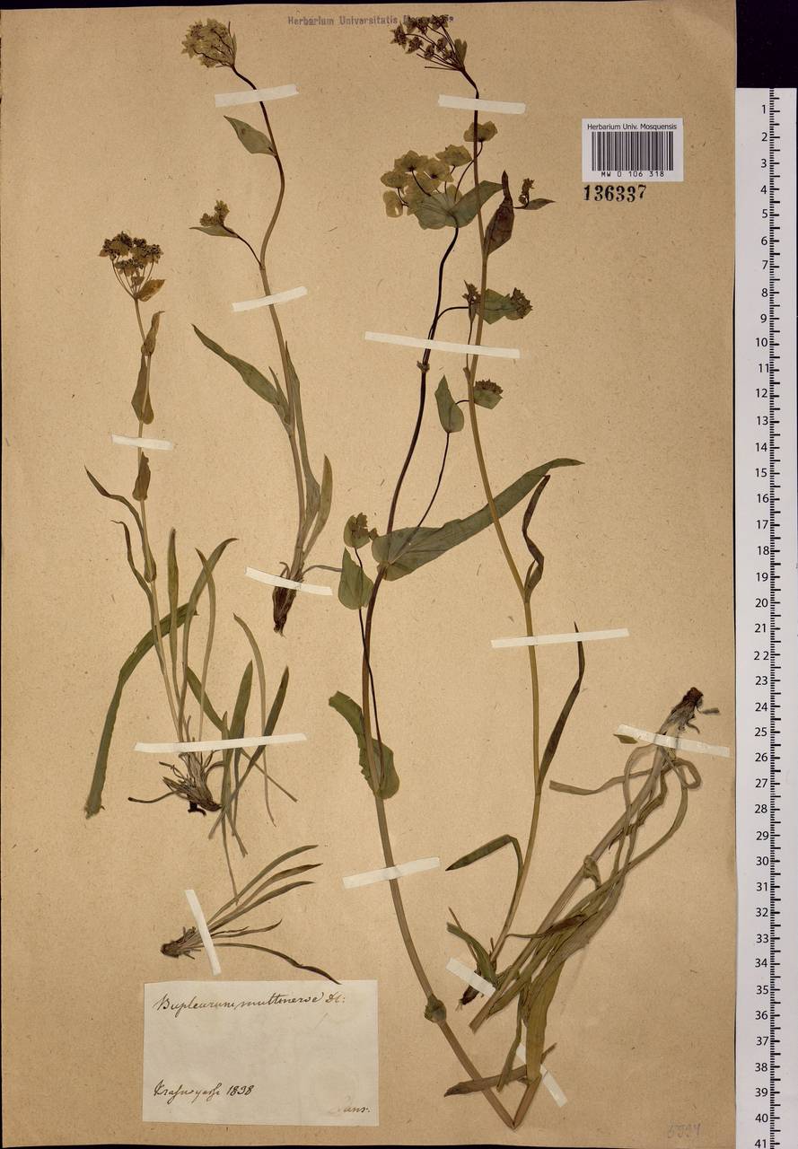 Bupleurum multinerve DC., Siberia, Central Siberia (S3) (Russia)