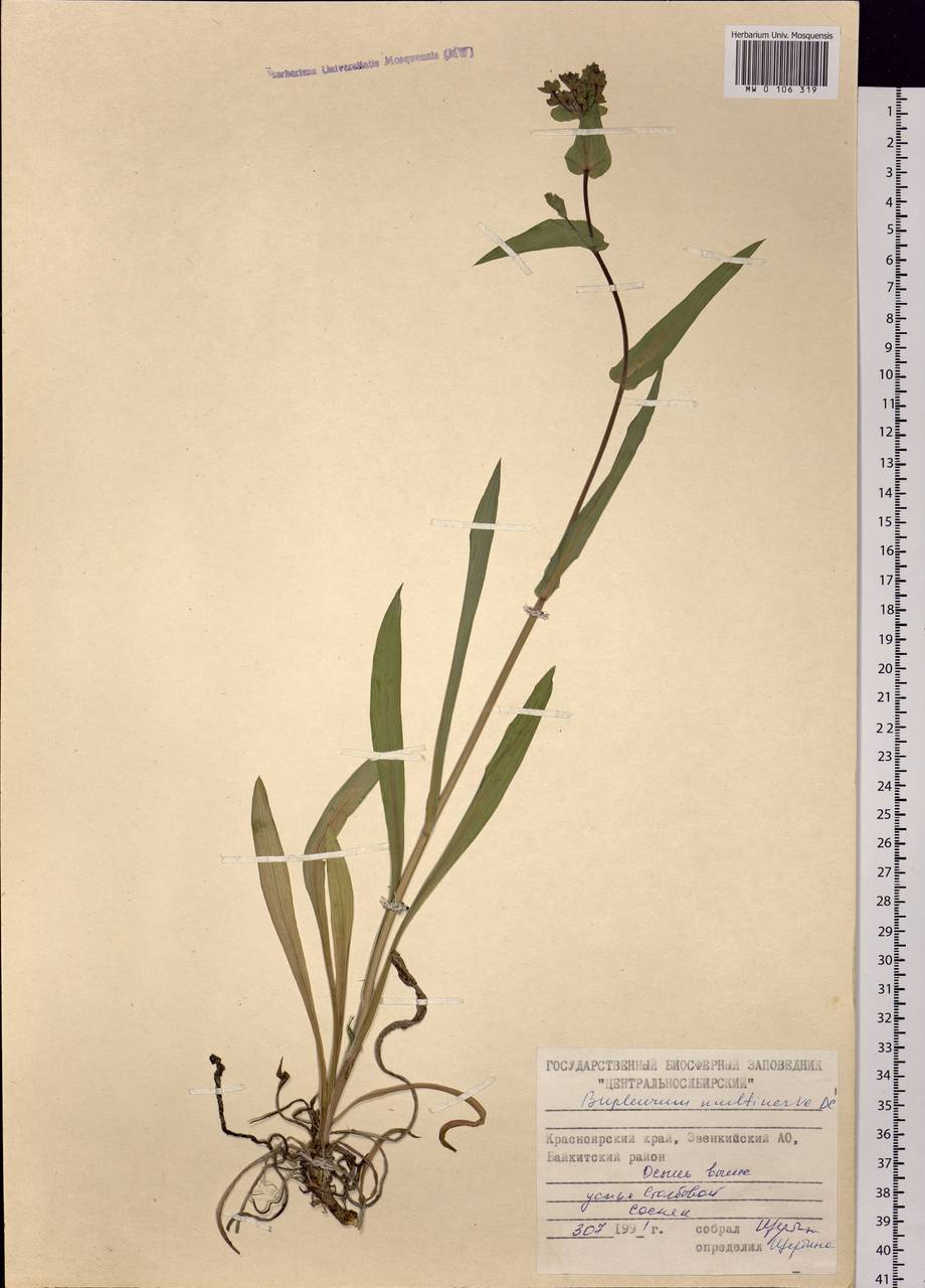 Bupleurum multinerve DC., Siberia, Central Siberia (S3) (Russia)