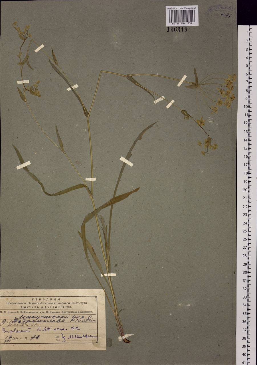 Bupleurum multinerve DC., Siberia, Altai & Sayany Mountains (S2) (Russia)