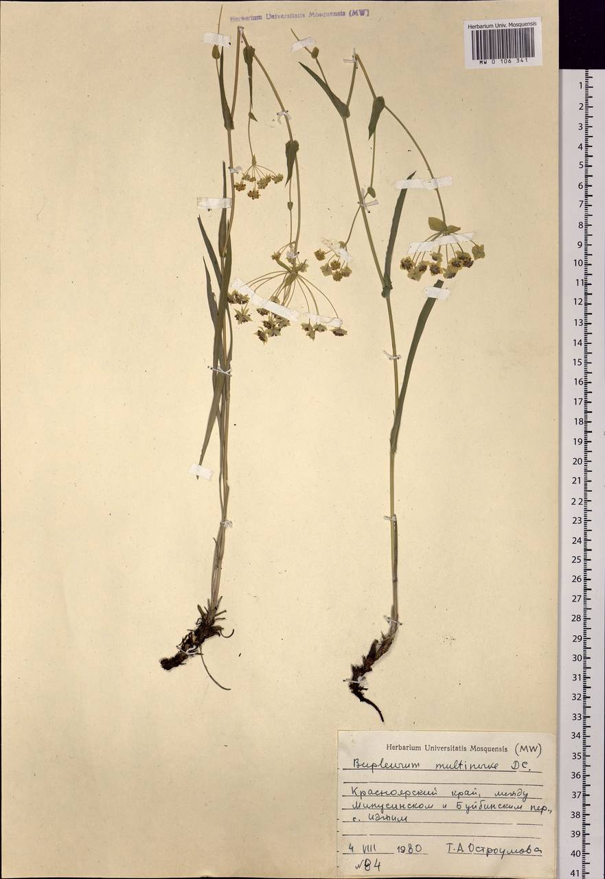 Bupleurum multinerve DC., Siberia, Altai & Sayany Mountains (S2) (Russia)