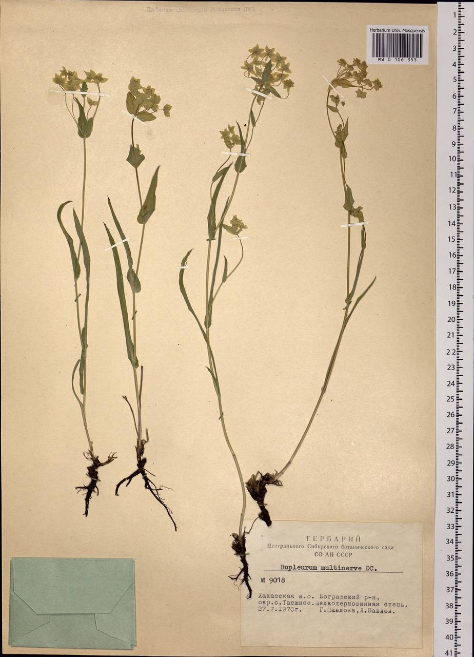Bupleurum multinerve DC., Siberia, Altai & Sayany Mountains (S2) (Russia)