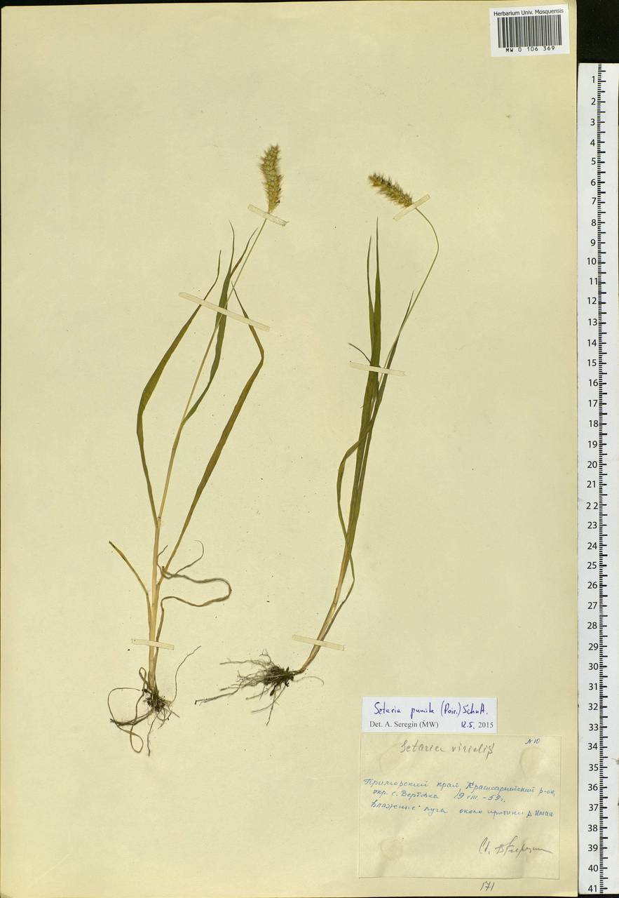 Setaria pumila (Poir.) Roem. & Schult., Siberia, Russian Far East (S6) (Russia)