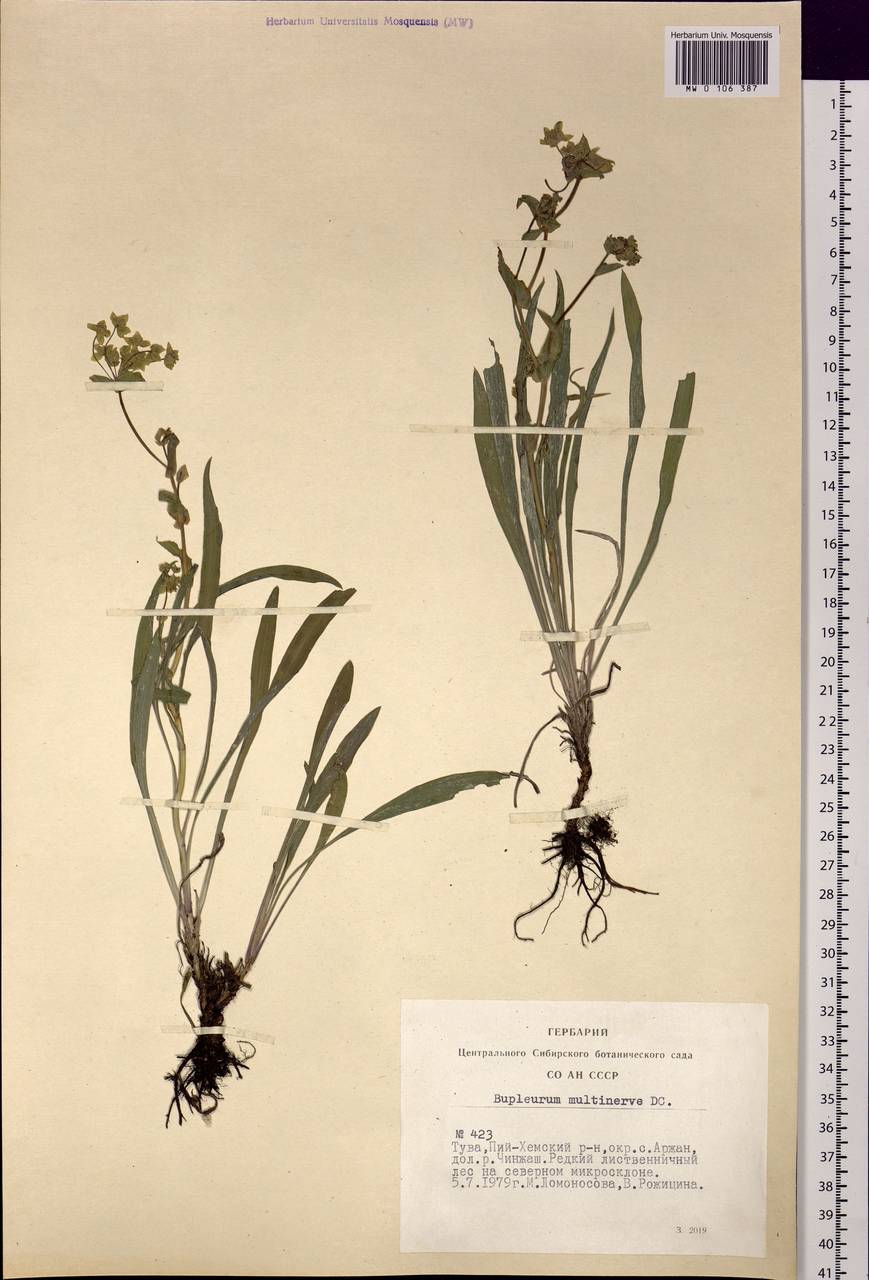 Bupleurum multinerve DC., Siberia, Altai & Sayany Mountains (S2) (Russia)