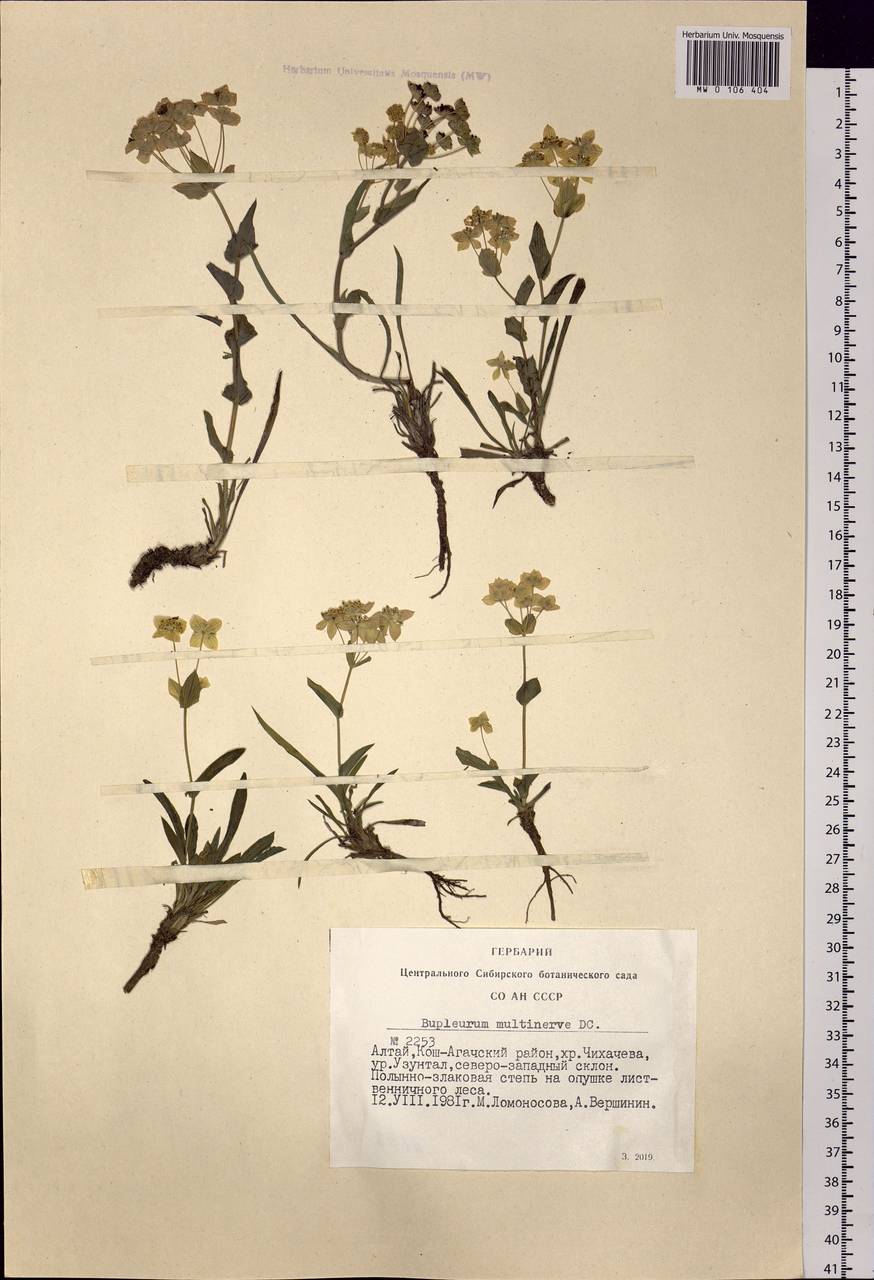 Bupleurum multinerve DC., Siberia, Altai & Sayany Mountains (S2) (Russia)