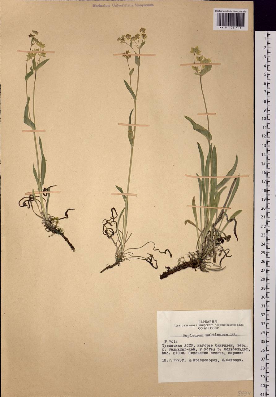 Bupleurum multinerve DC., Siberia, Altai & Sayany Mountains (S2) (Russia)