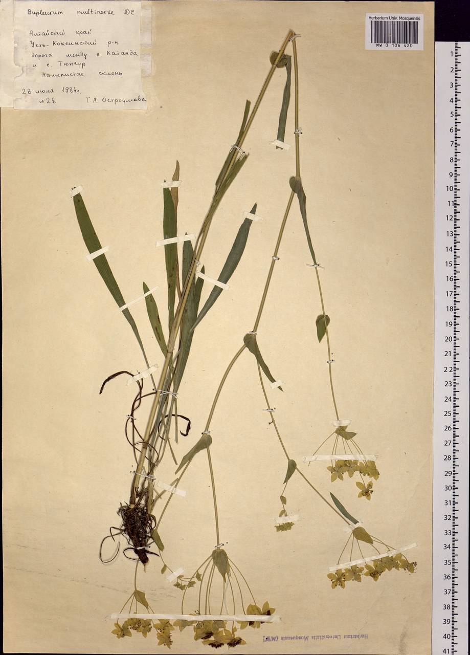 Bupleurum multinerve DC., Siberia, Altai & Sayany Mountains (S2) (Russia)