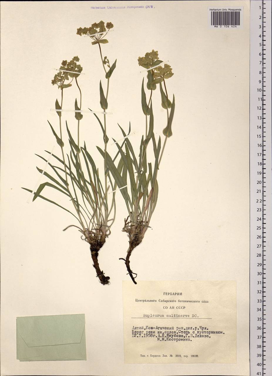 Bupleurum multinerve DC., Siberia, Altai & Sayany Mountains (S2) (Russia)