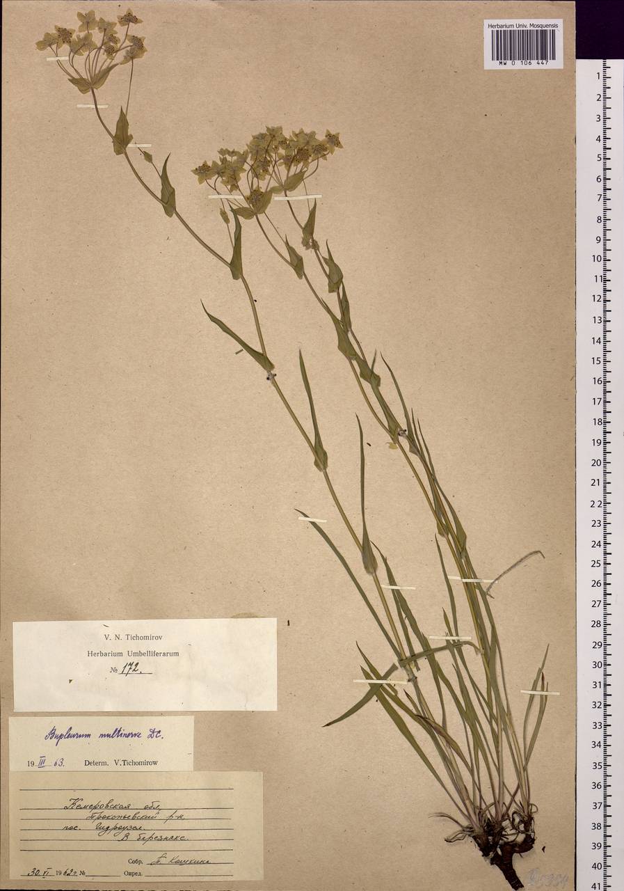 Bupleurum multinerve DC., Siberia, Altai & Sayany Mountains (S2) (Russia)