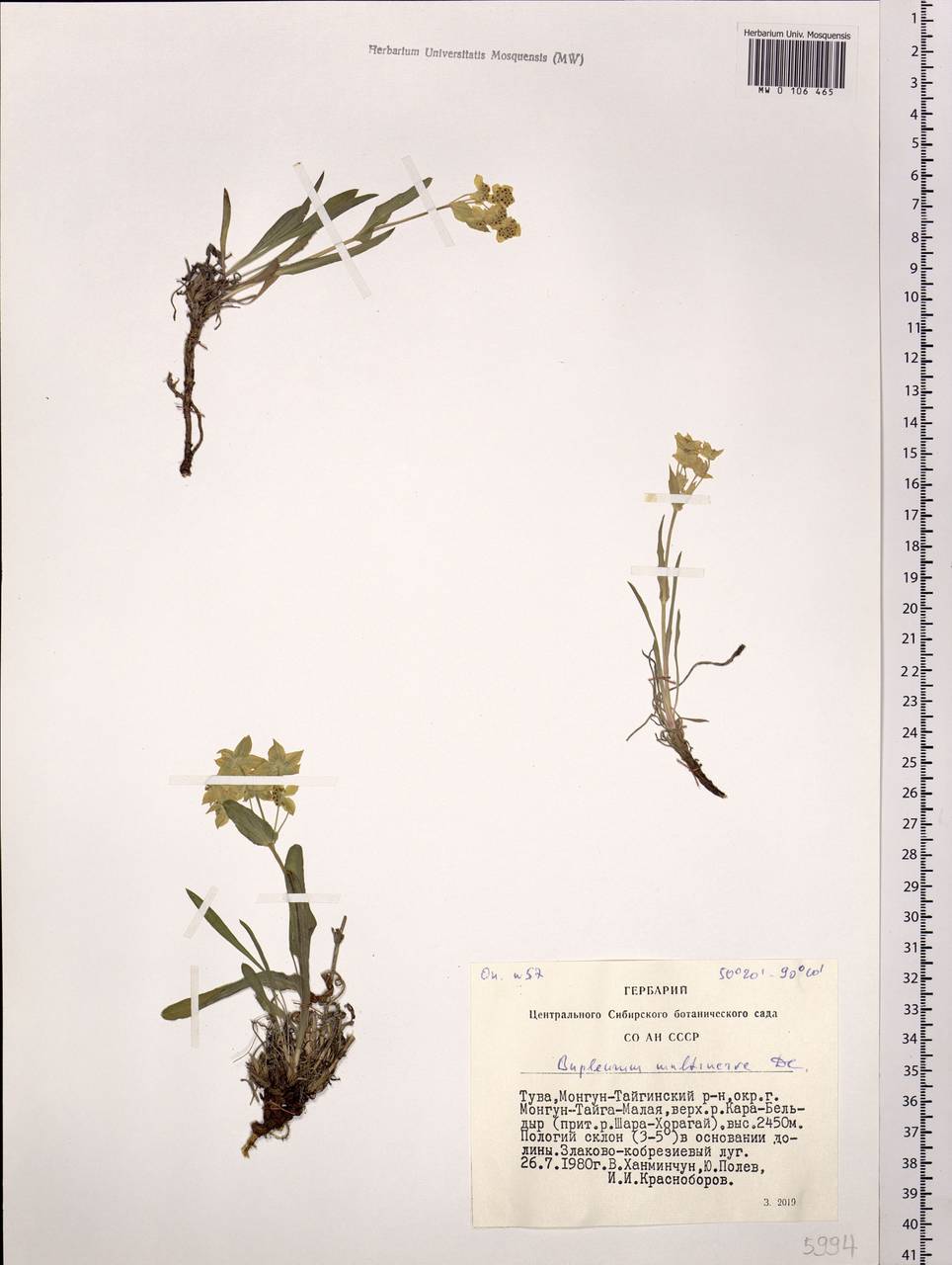 Bupleurum multinerve DC., Siberia, Altai & Sayany Mountains (S2) (Russia)