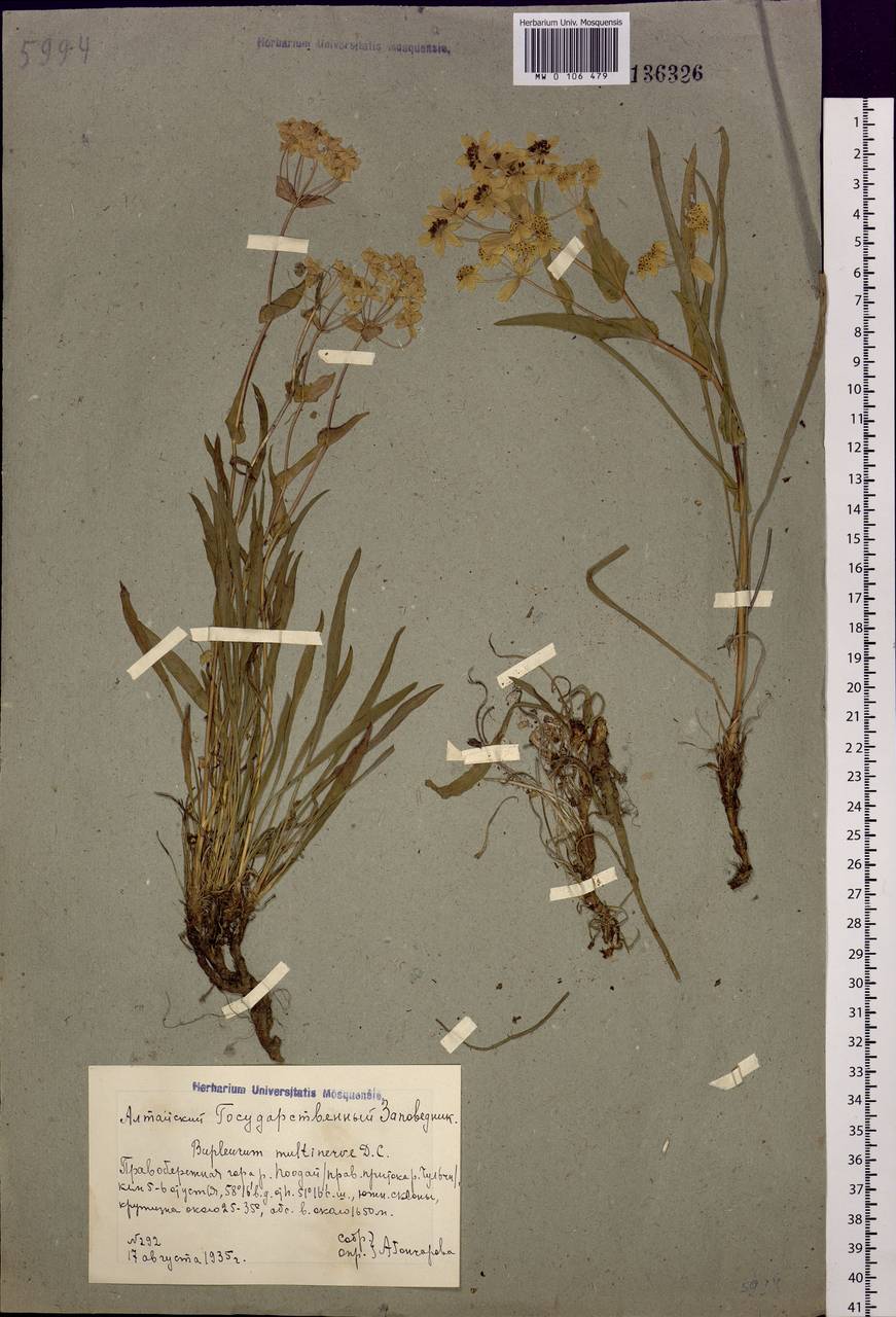 Bupleurum multinerve DC., Siberia, Altai & Sayany Mountains (S2) (Russia)