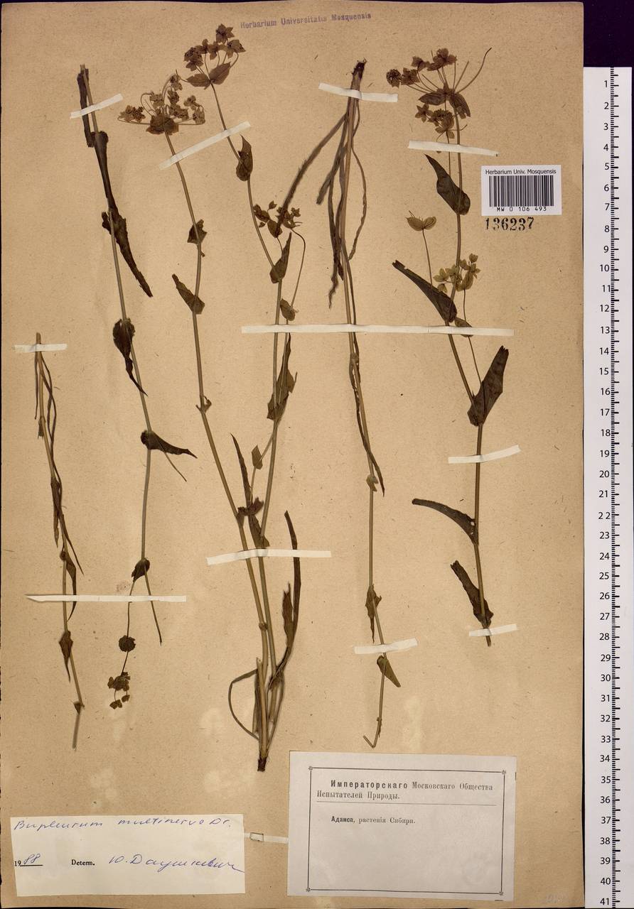 Bupleurum multinerve DC., Siberia (no precise locality) (S0) (Russia)