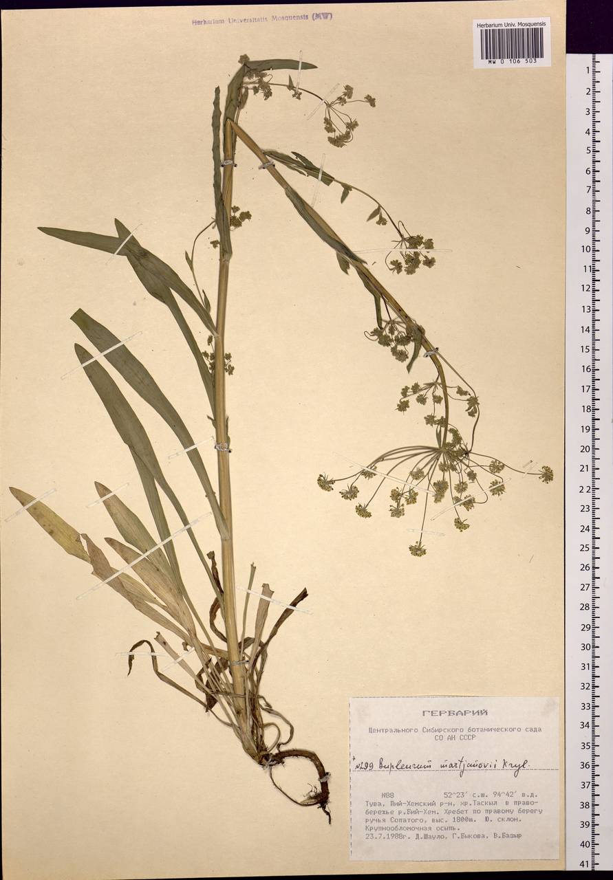 Bupleurum martjanovii Krylov, Siberia, Altai & Sayany Mountains (S2) (Russia)
