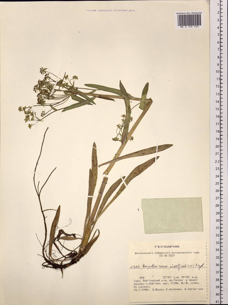 Bupleurum martjanovii Krylov, Siberia, Altai & Sayany Mountains (S2) (Russia)