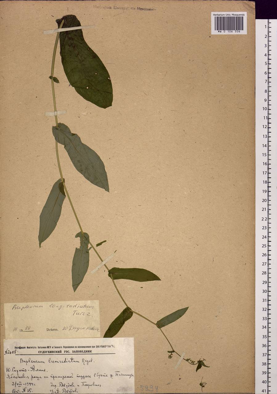 Bupleurum longeradiatum Turcz., Siberia, Russian Far East (S6) (Russia)