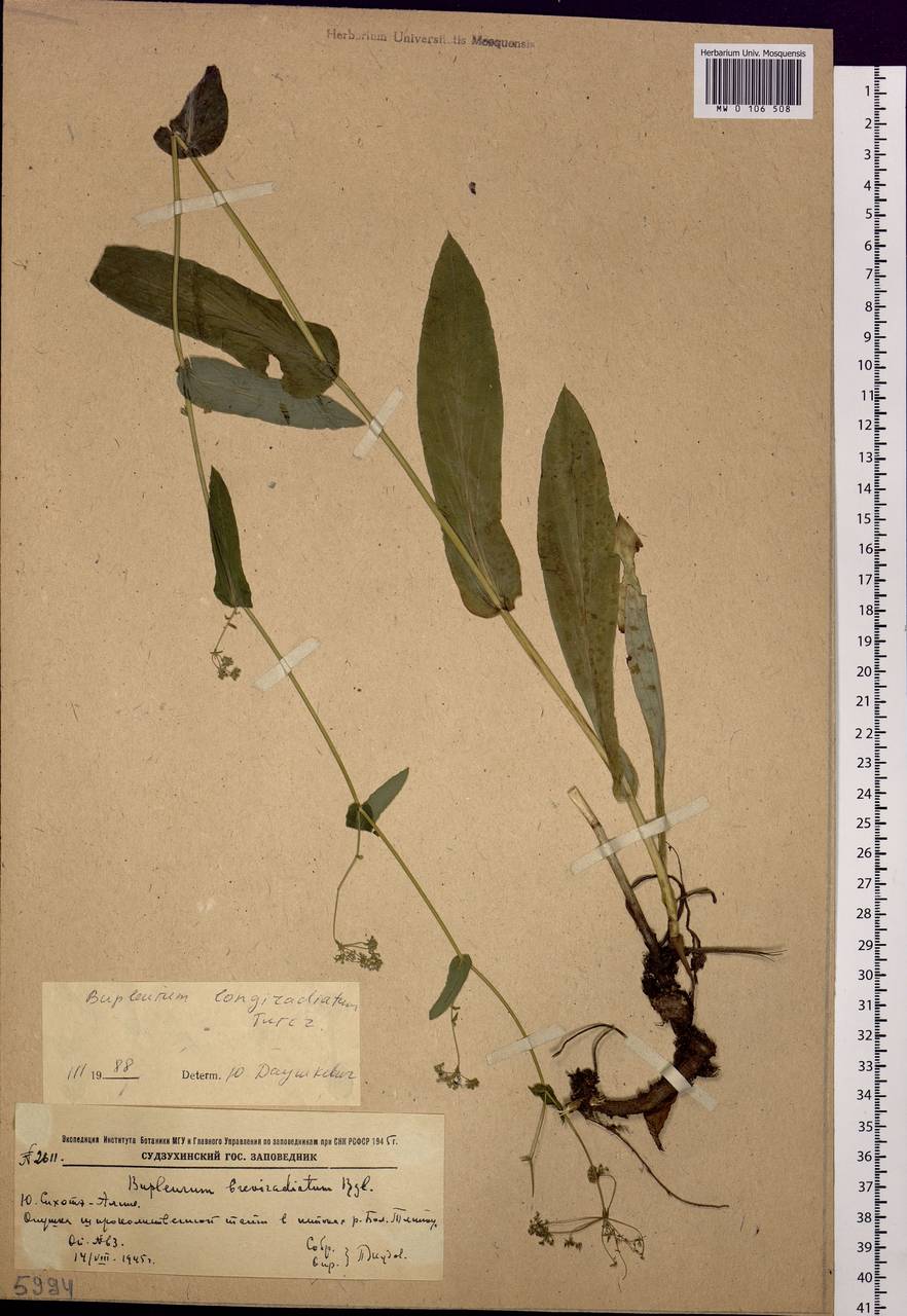 Bupleurum longeradiatum Turcz., Siberia, Russian Far East (S6) (Russia)