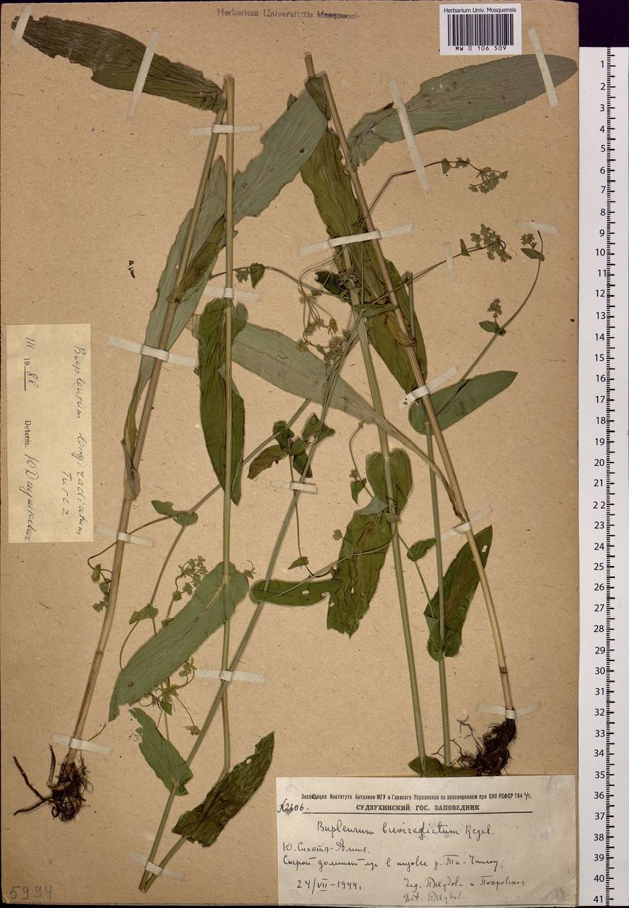 Bupleurum longeradiatum Turcz., Siberia, Russian Far East (S6) (Russia)