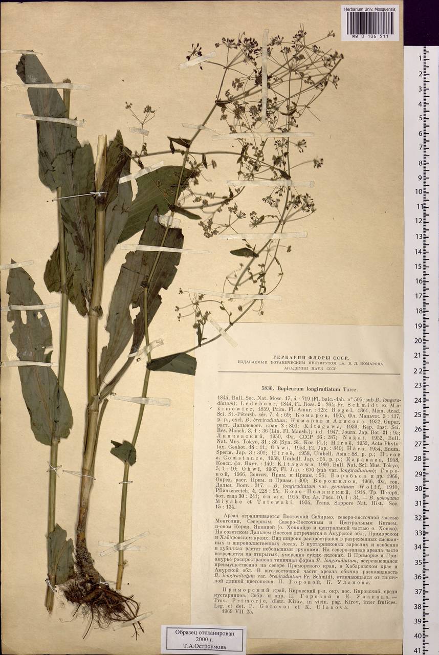 Bupleurum longeradiatum Turcz., Siberia, Russian Far East (S6) (Russia)