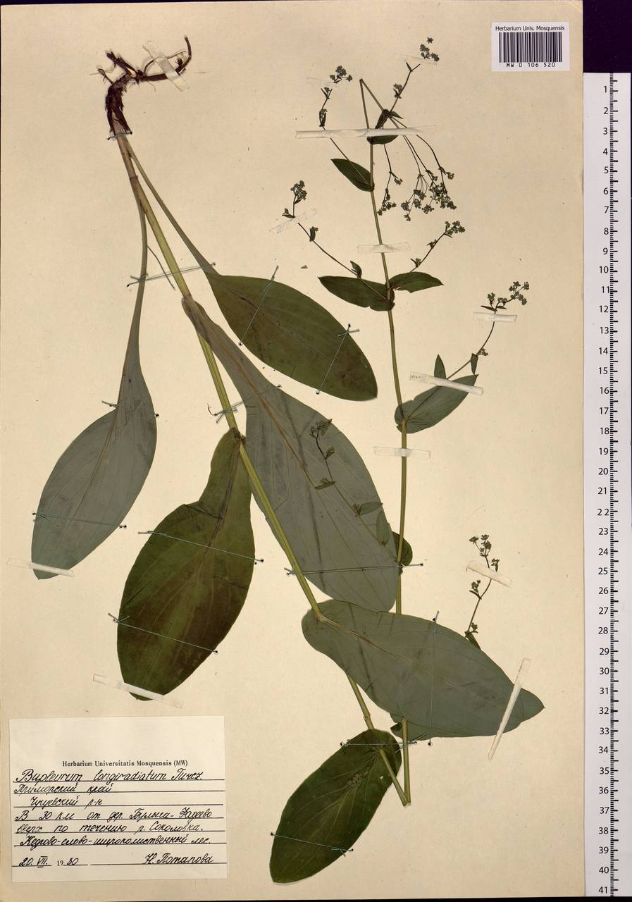 Bupleurum longeradiatum Turcz., Siberia, Russian Far East (S6) (Russia)