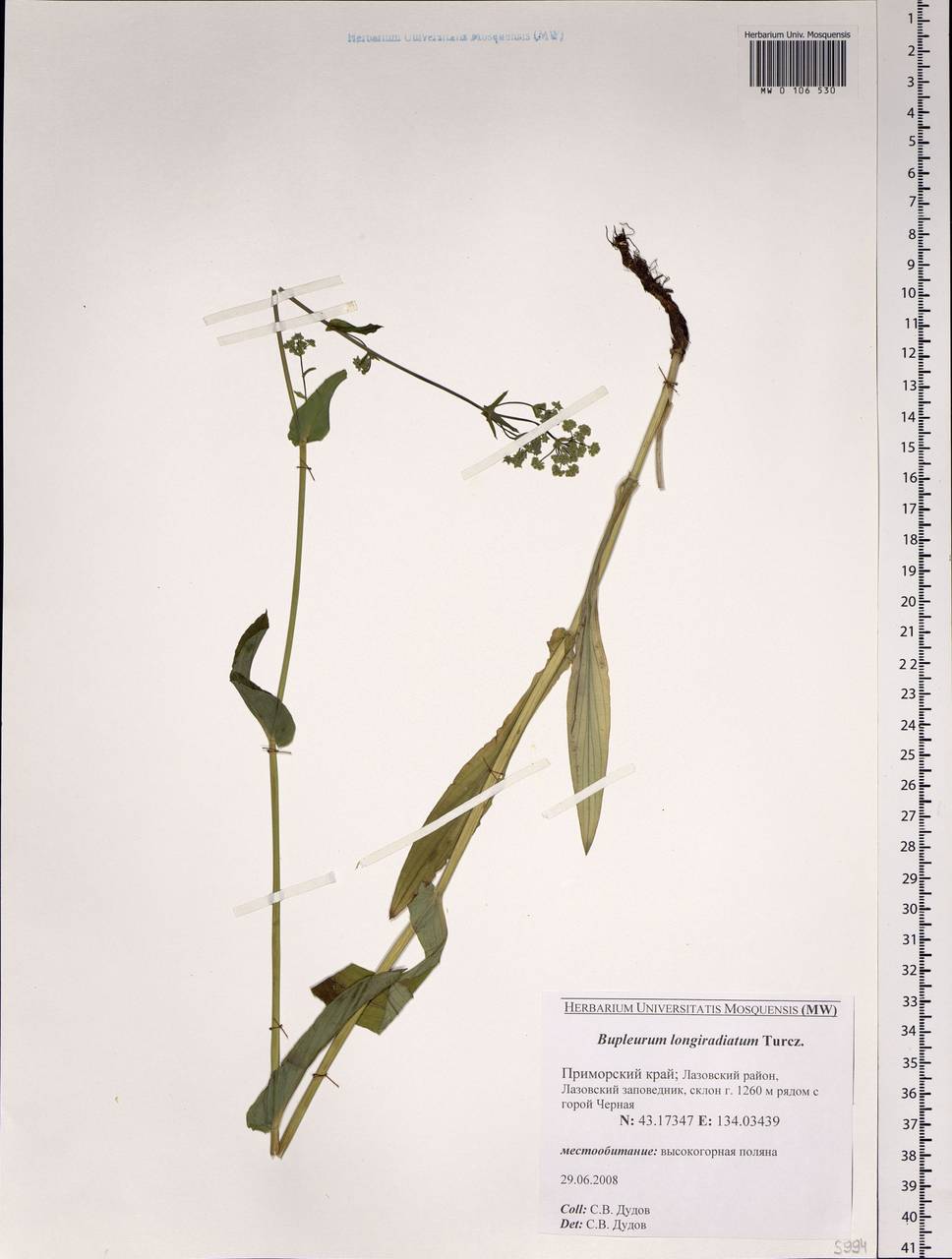 Bupleurum longeradiatum Turcz., Siberia, Russian Far East (S6) (Russia)
