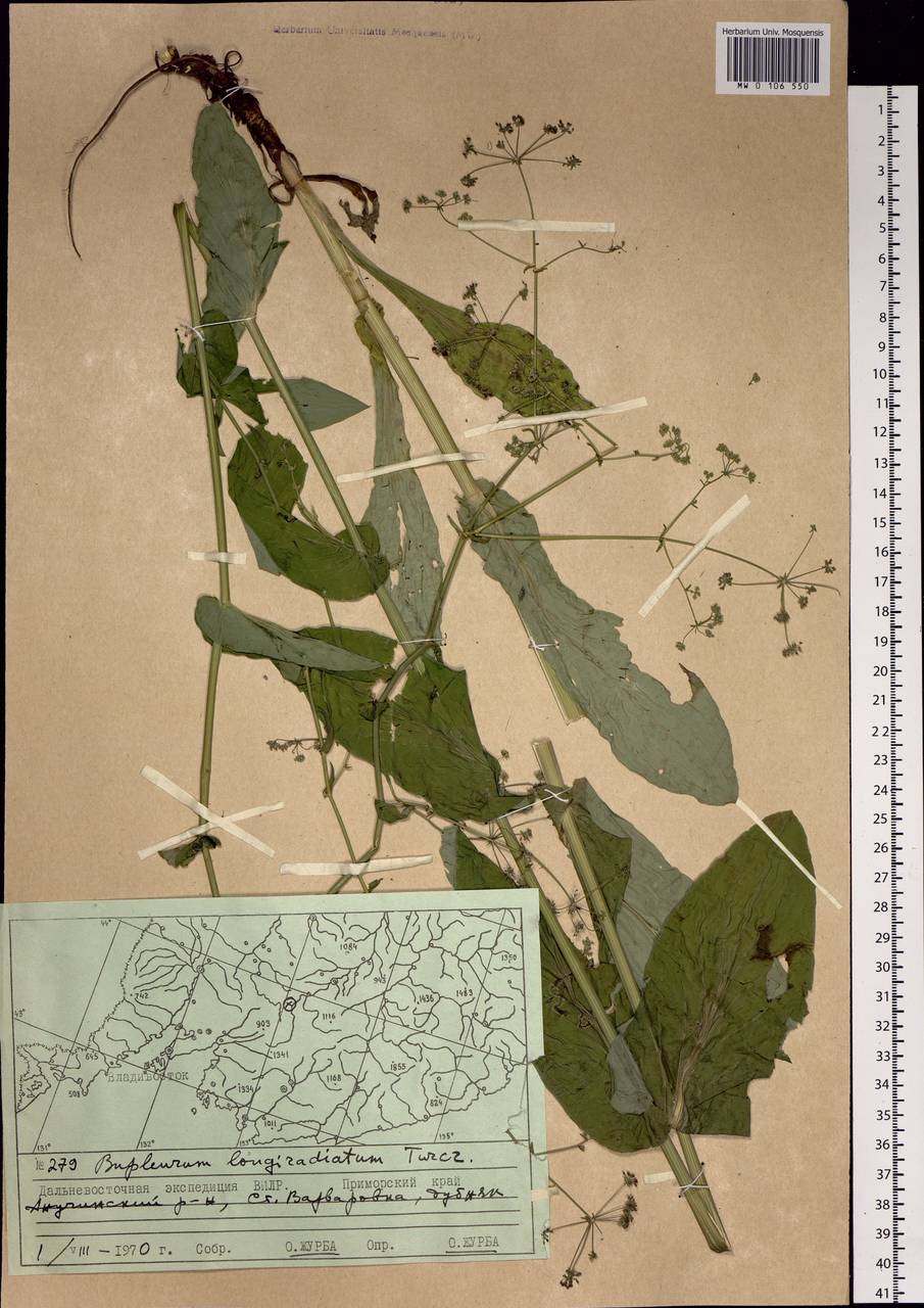 Bupleurum longeradiatum Turcz., Siberia, Russian Far East (S6) (Russia)