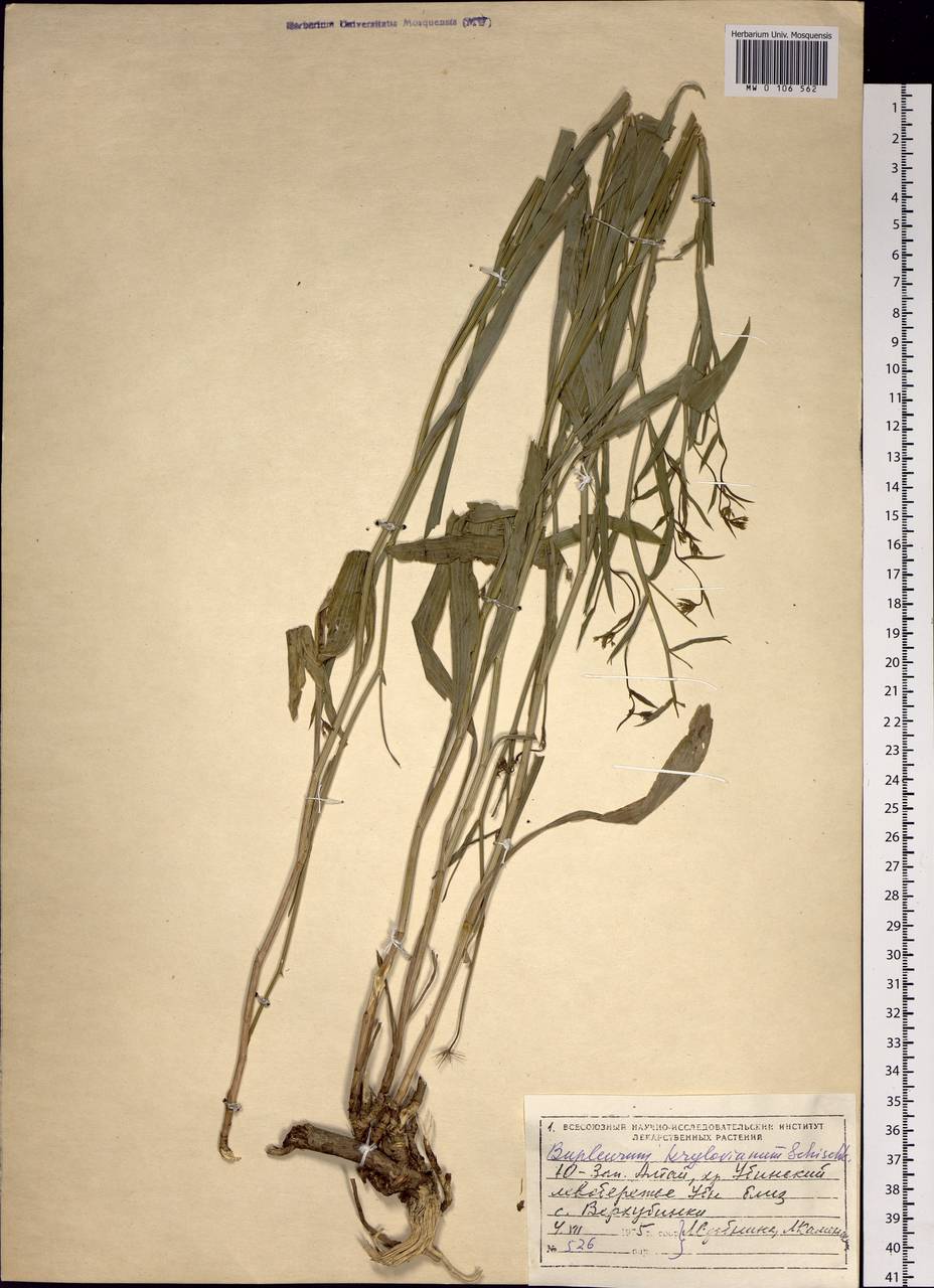 Bupleurum krylovianum Schischk. ex G.V.Krylov, Siberia, Western (Kazakhstan) Altai Mountains (S2a) (Kazakhstan)
