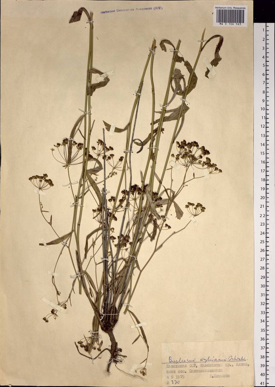 Bupleurum krylovianum Schischk. ex G. V. Krylov, Siberia, Western (Kazakhstan) Altai Mountains (S2a) (Kazakhstan)