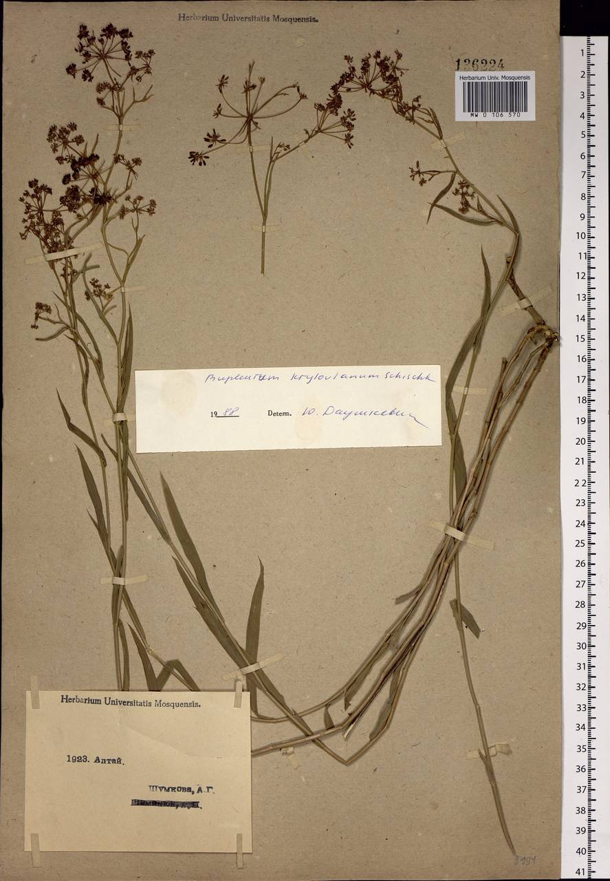 Bupleurum krylovianum Schischk. ex G.V.Krylov, Siberia, Western (Kazakhstan) Altai Mountains (S2a) (Kazakhstan)