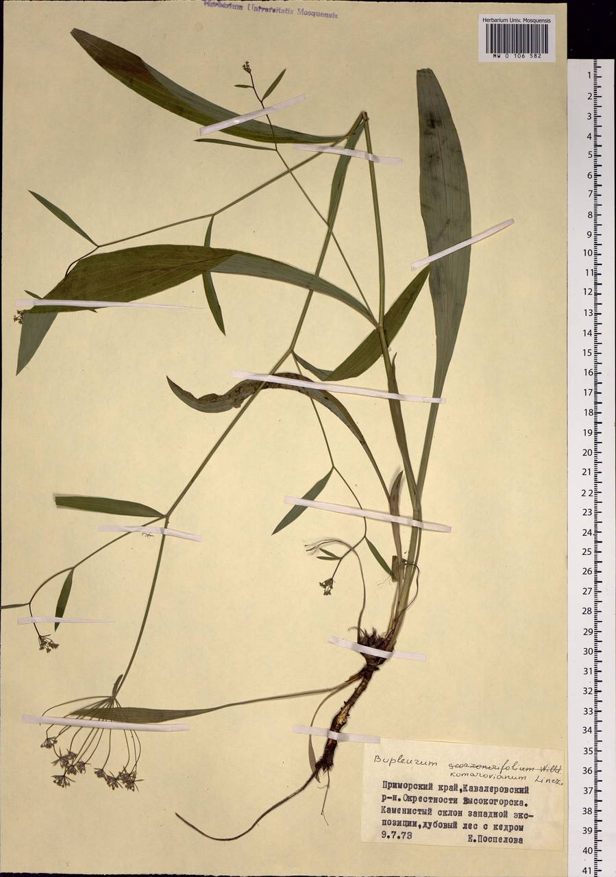 Bupleurum komarovianum O.A.Lincz., Siberia, Russian Far East (S6) (Russia)