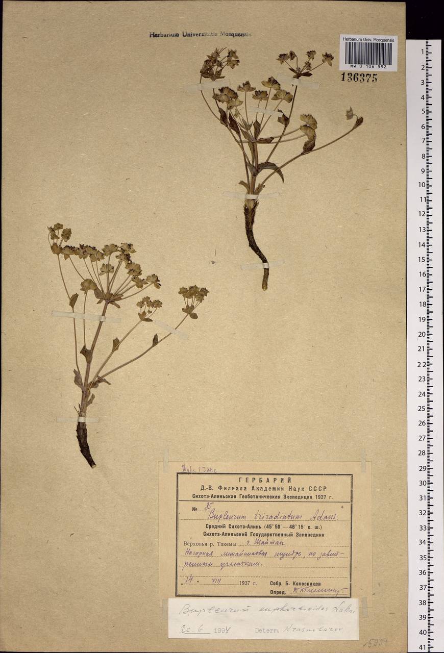 Bupleurum euphorbioides Nakai, Siberia, Russian Far East (S6) (Russia)