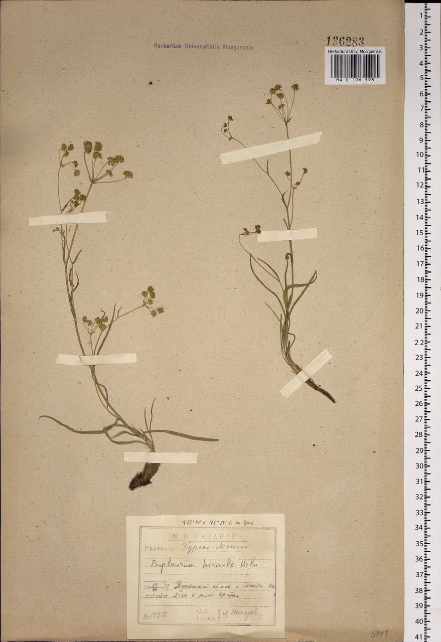 Bupleurum bicaule Helm, Siberia, Baikal & Transbaikal region (S4) (Russia)