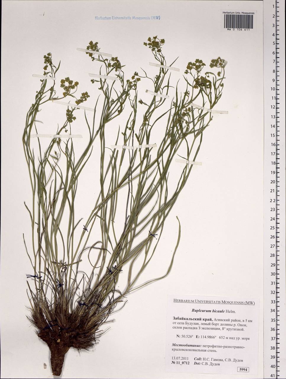 Bupleurum bicaule Helm, Siberia, Baikal & Transbaikal region (S4) (Russia)