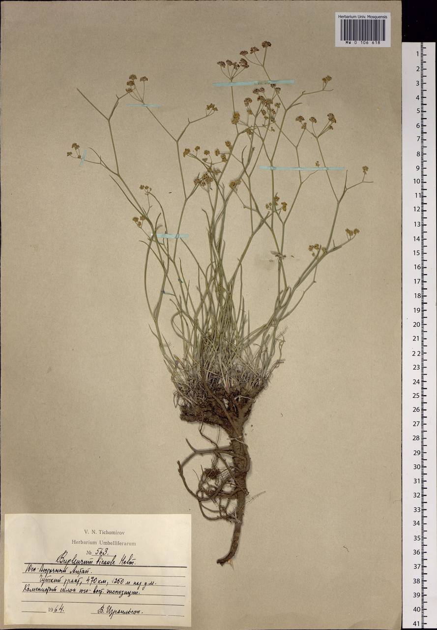 Bupleurum bicaule Helm, Siberia, Altai & Sayany Mountains (S2) (Russia)
