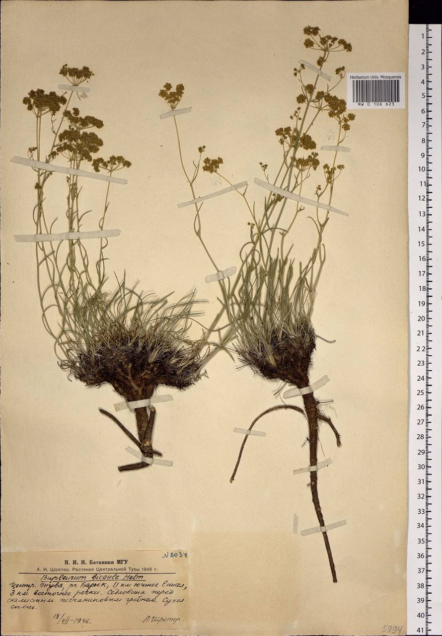 Bupleurum bicaule Helm, Siberia, Altai & Sayany Mountains (S2) (Russia)