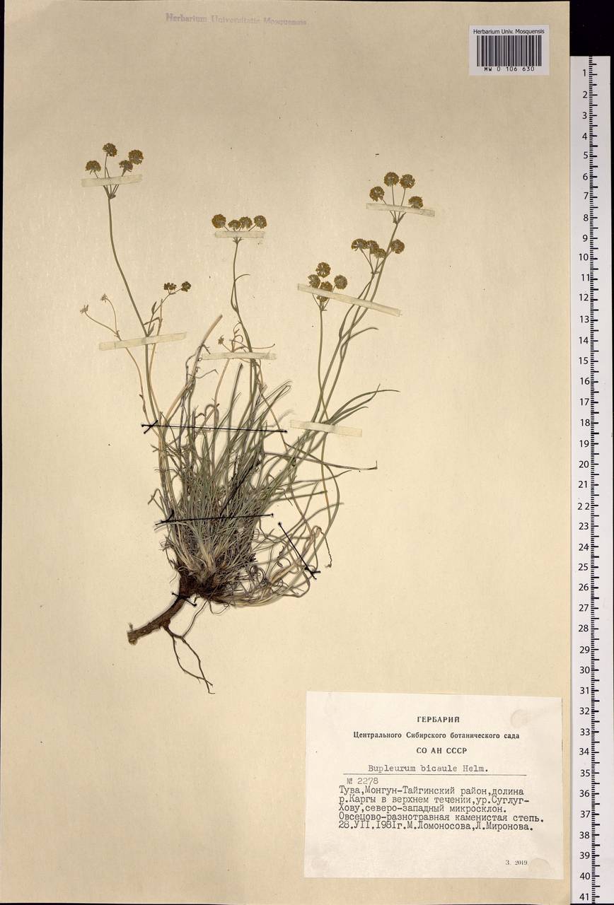 Bupleurum bicaule Helm, Siberia, Altai & Sayany Mountains (S2) (Russia)