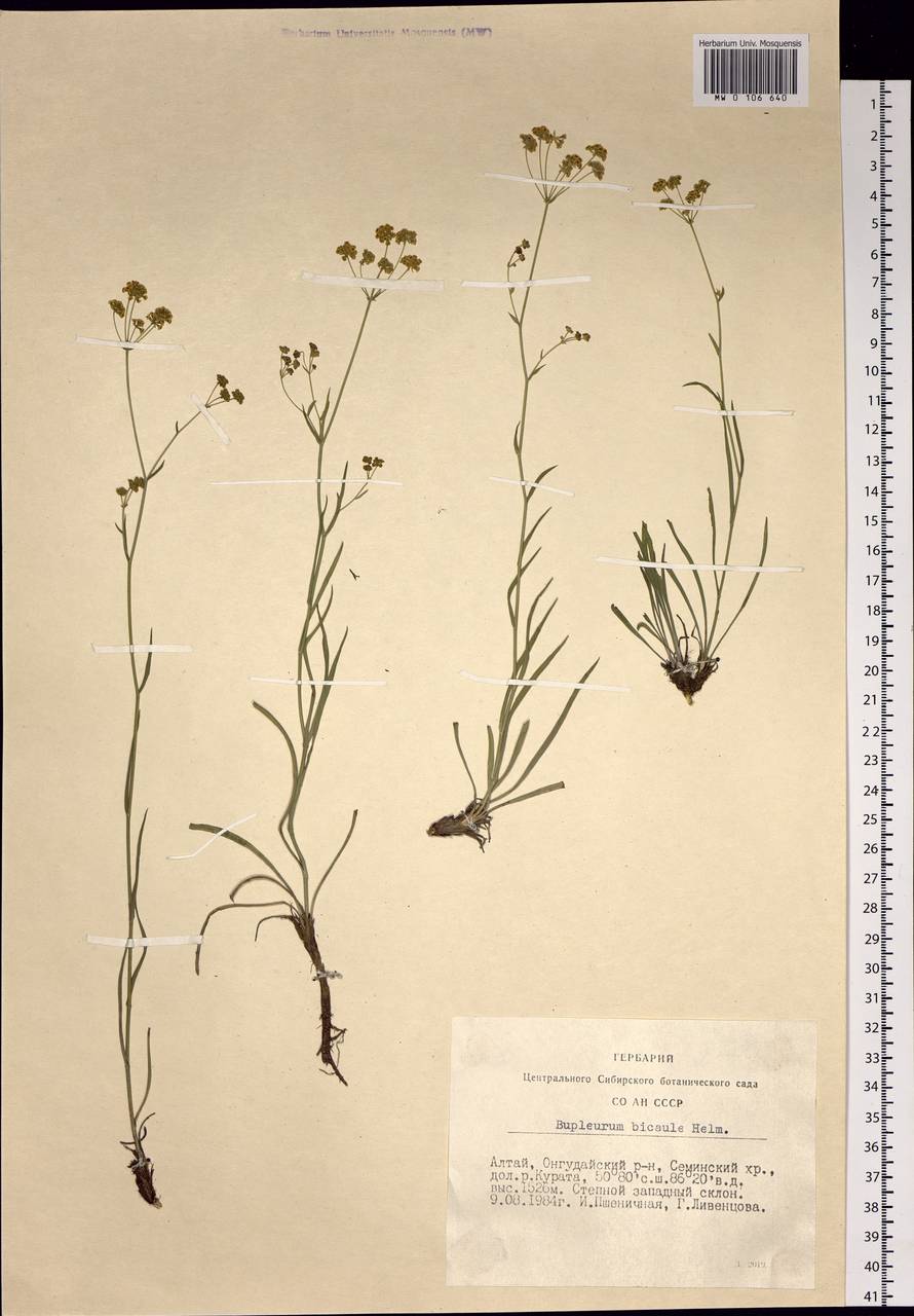 Bupleurum bicaule Helm, Siberia, Altai & Sayany Mountains (S2) (Russia)