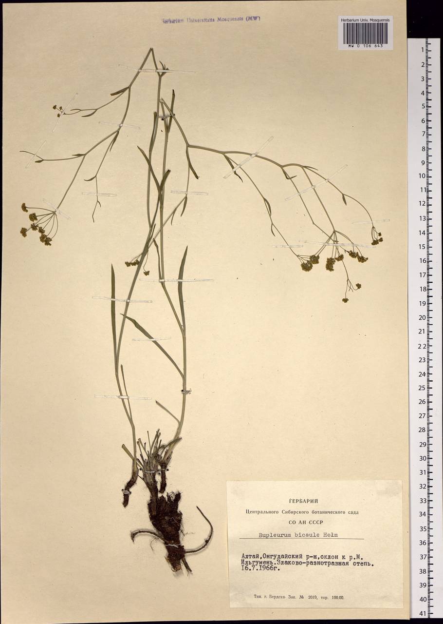 Bupleurum bicaule Helm, Siberia, Altai & Sayany Mountains (S2) (Russia)