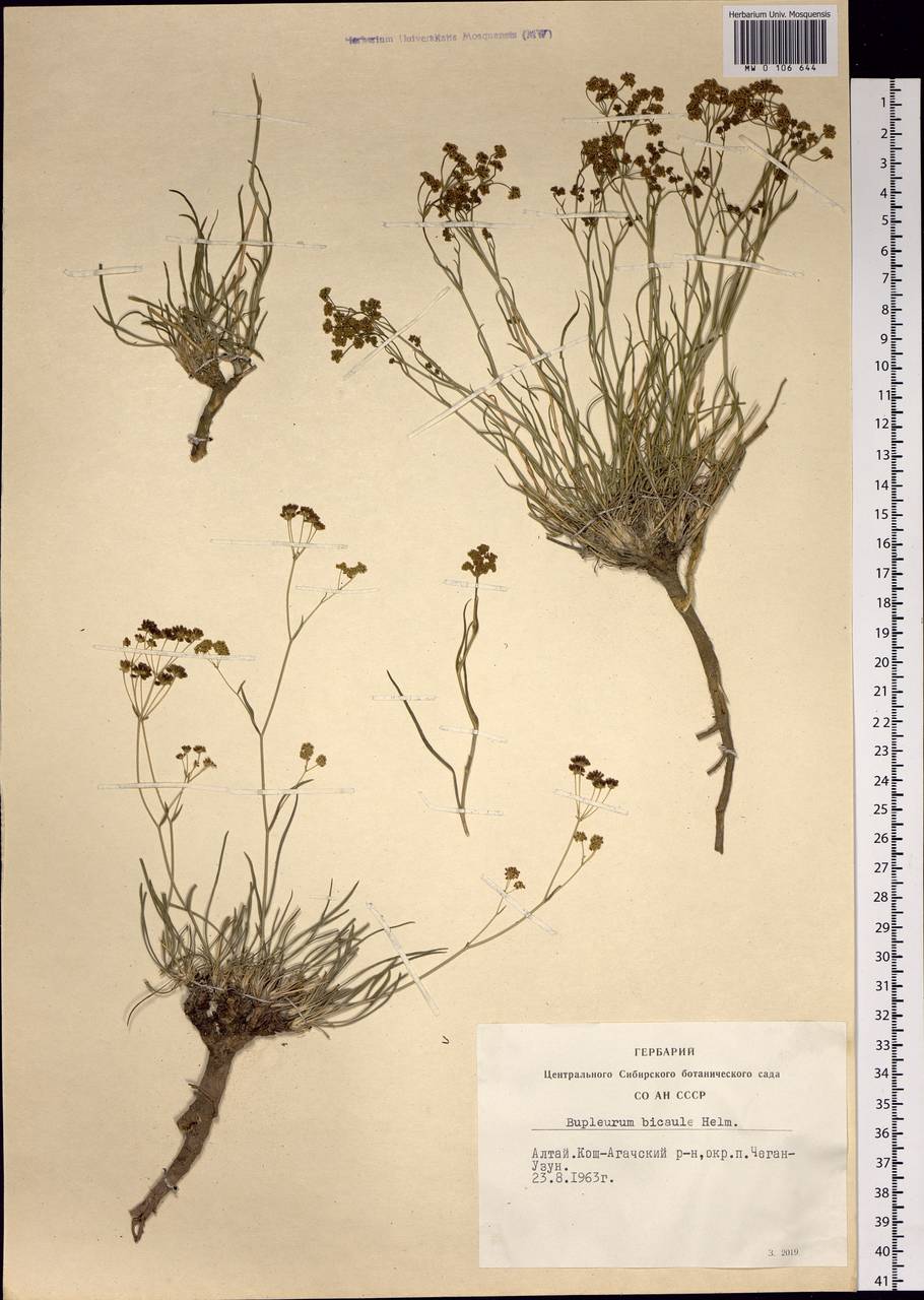 Bupleurum bicaule Helm, Siberia, Altai & Sayany Mountains (S2) (Russia)