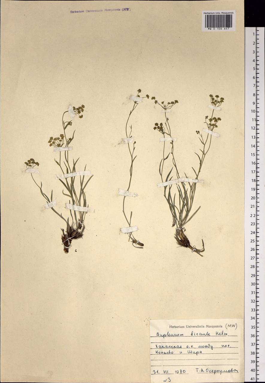 Bupleurum bicaule Helm, Siberia, Altai & Sayany Mountains (S2) (Russia)