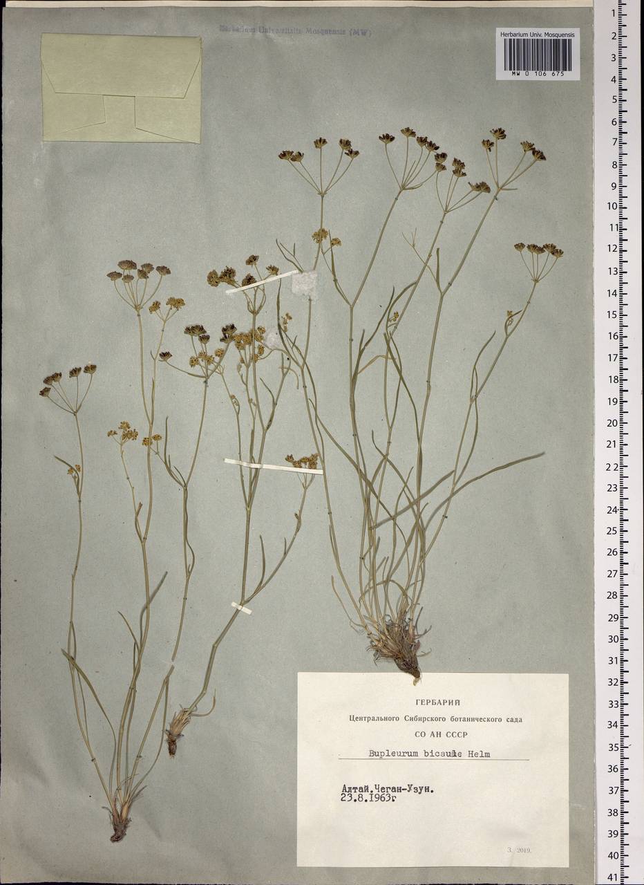 Bupleurum bicaule Helm, Siberia, Altai & Sayany Mountains (S2) (Russia)