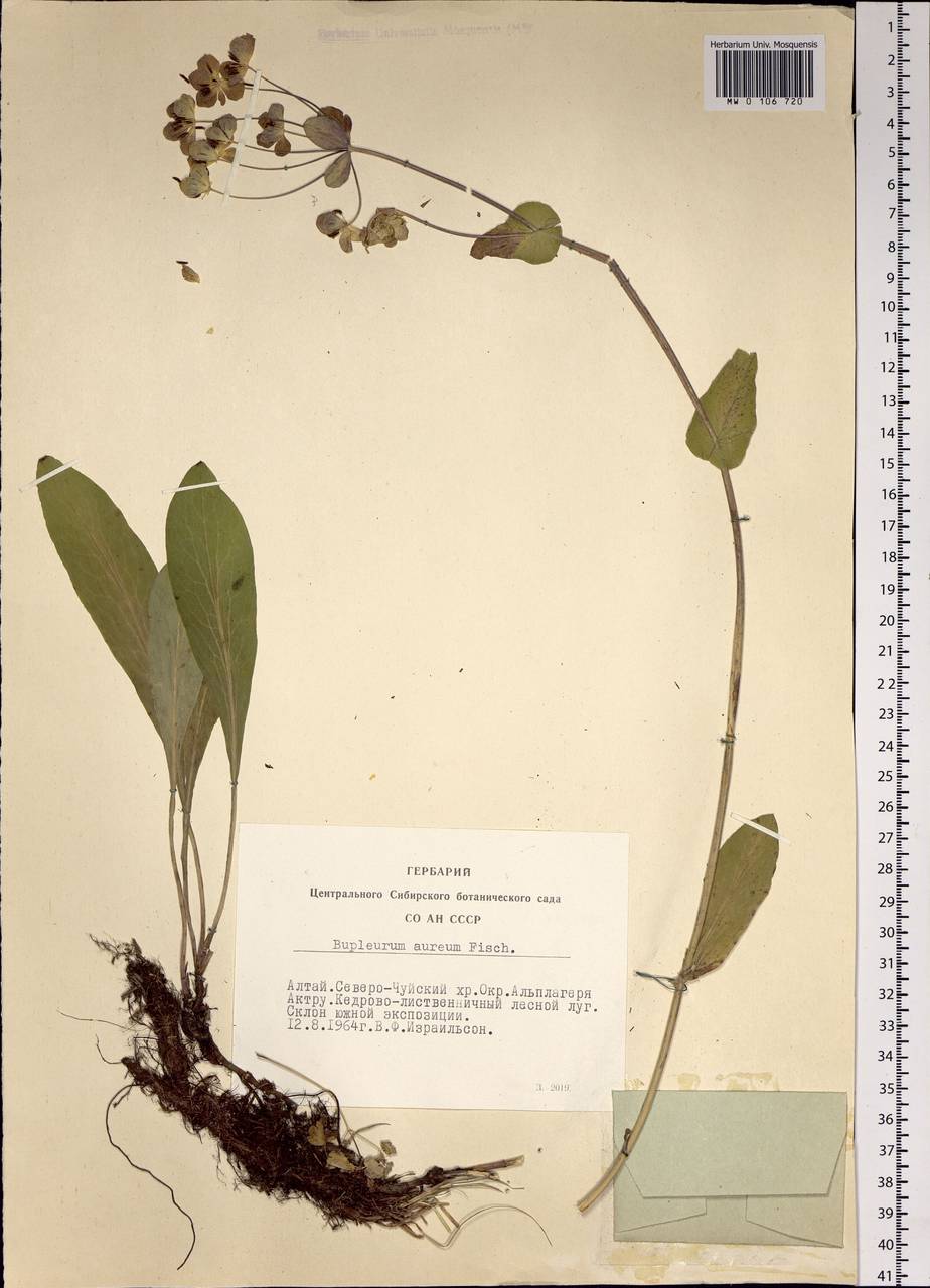 Bupleurum aureum Fisch., Siberia, Altai & Sayany Mountains (S2) (Russia)