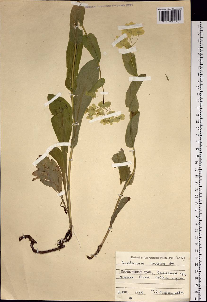 Bupleurum aureum Fisch., Siberia, Altai & Sayany Mountains (S2) (Russia)