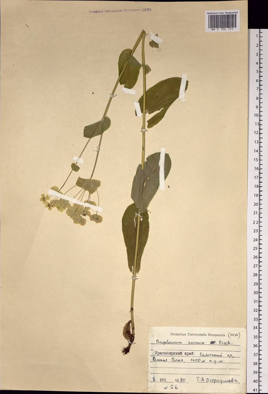 Bupleurum aureum Fisch., Siberia, Altai & Sayany Mountains (S2) (Russia)