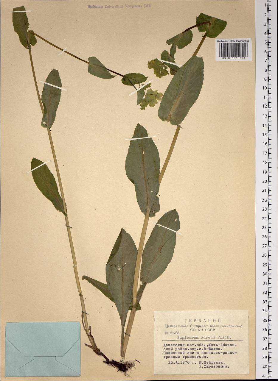 Bupleurum aureum Fisch., Siberia, Altai & Sayany Mountains (S2) (Russia)