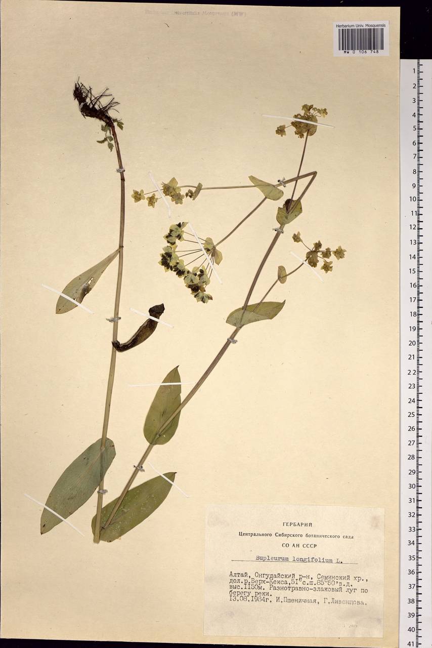 Bupleurum aureum Fisch., Siberia, Altai & Sayany Mountains (S2) (Russia)