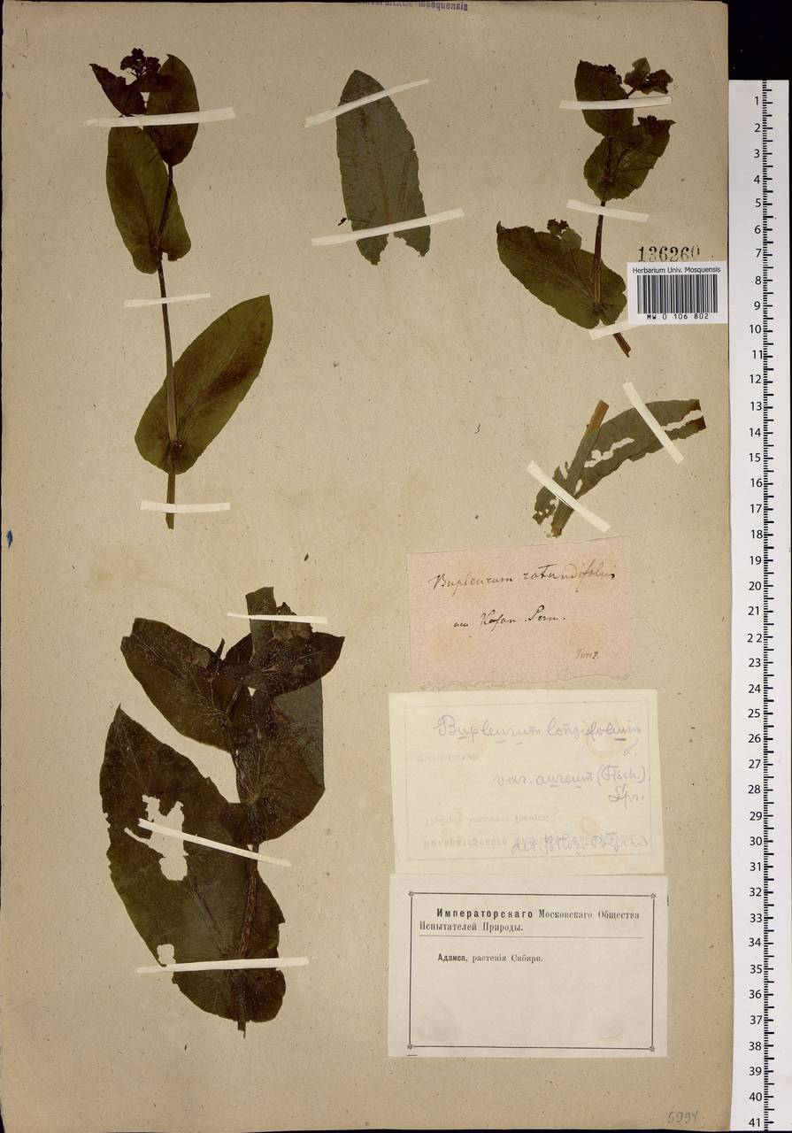 Bupleurum aureum Fisch., Eastern Europe, Middle Volga region (E8) (Russia)