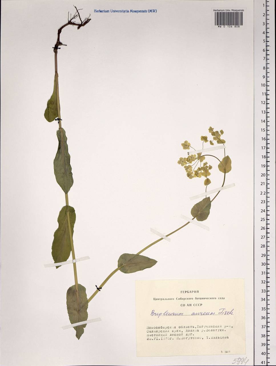 Bupleurum aureum Fisch., Siberia, Western Siberia (S1) (Russia)