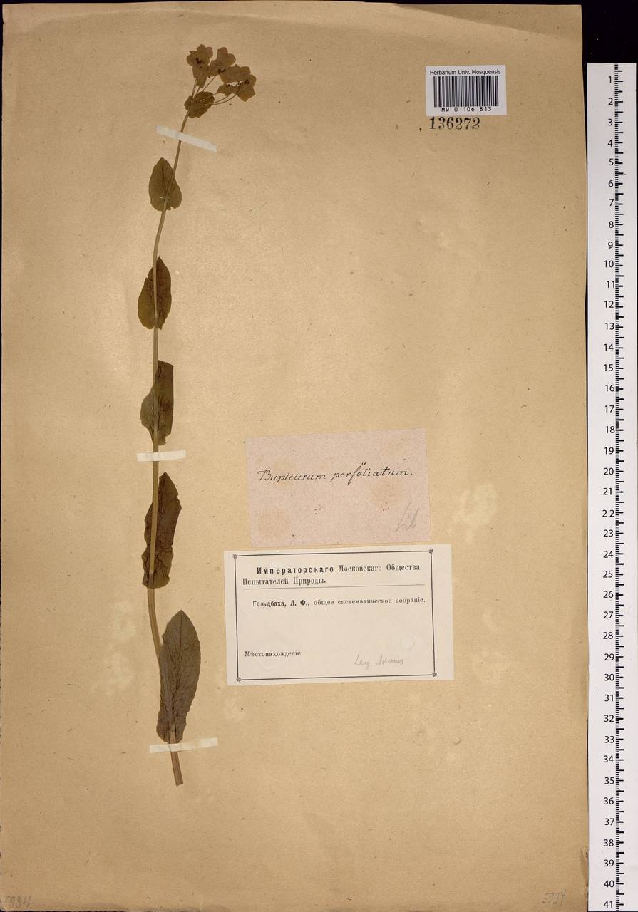 Bupleurum aureum Fisch., Siberia, Western Siberia (S1) (Russia)