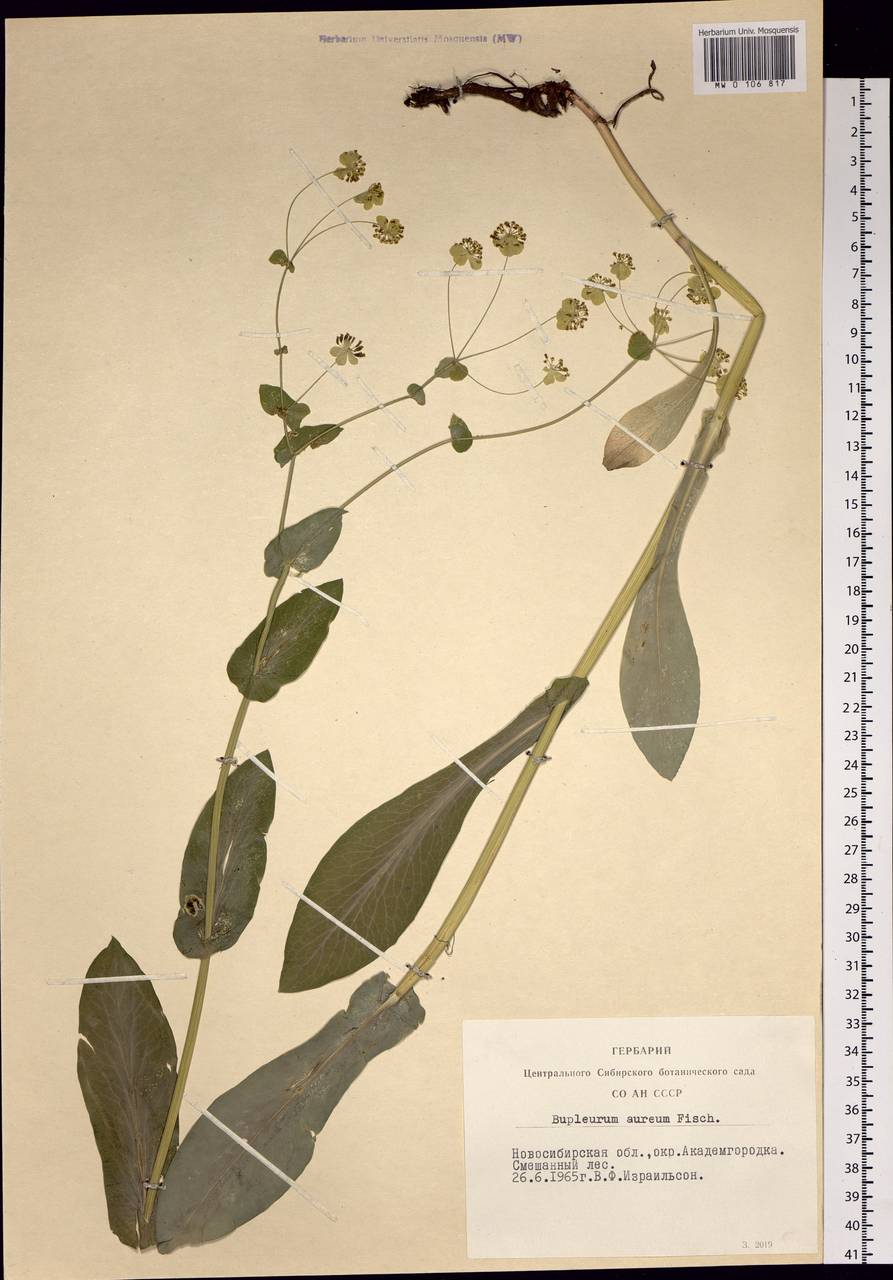 Bupleurum aureum Fisch., Siberia, Western Siberia (S1) (Russia)