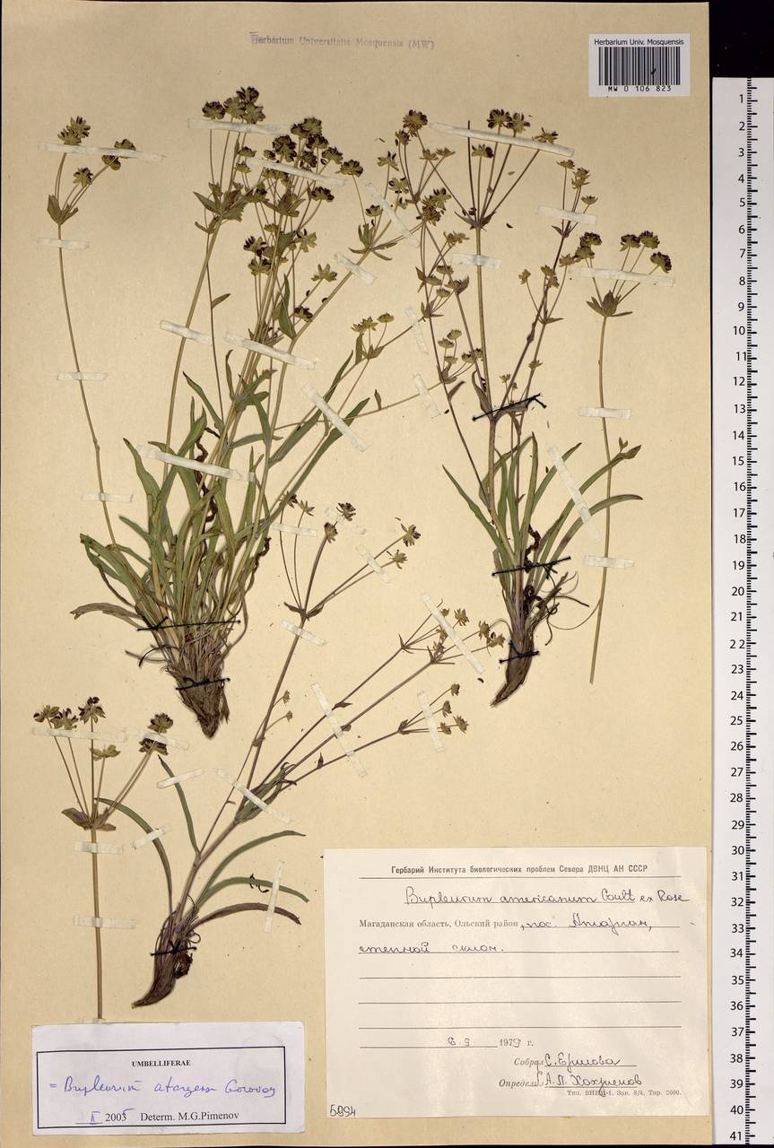 Bupleurum atargense Gorovoj, Siberia, Chukotka & Kamchatka (S7) (Russia)